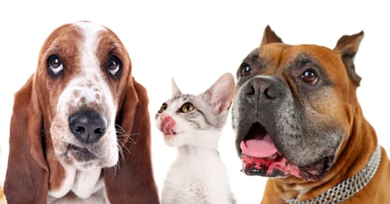 risarcimento danni animali domestici