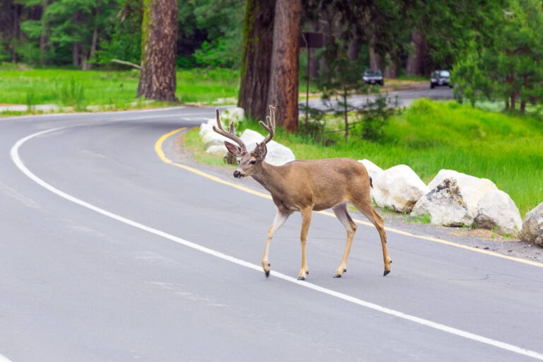 Incidenti stradali con animali